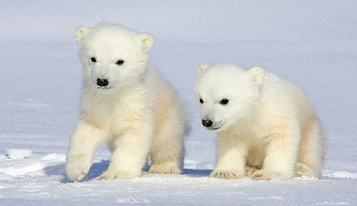 Praktiker Project - Impact